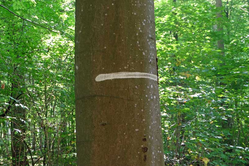 Markierung derFahrgasse im Wald